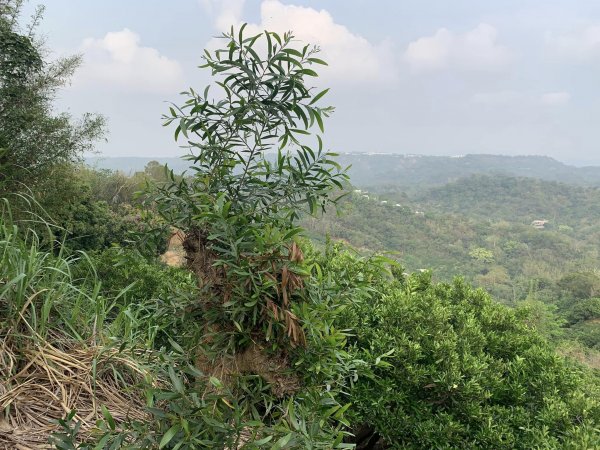 台中潭子聚興山環O林牛山一圈（小百岳）2126387