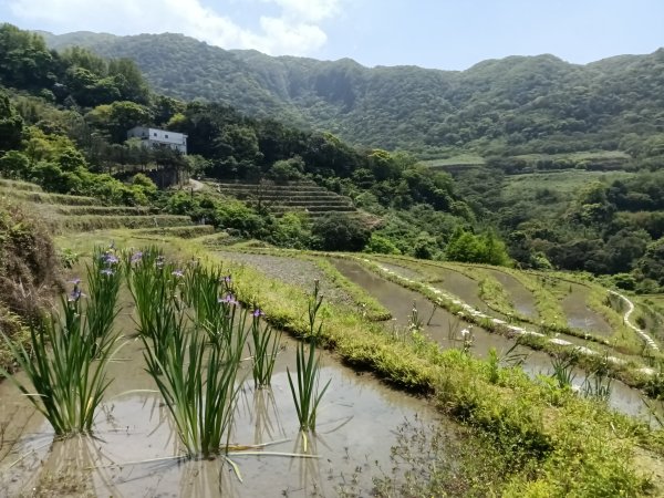 石門區嵩山百年水梯田鳶尾花祭+阡陌步道2763528
