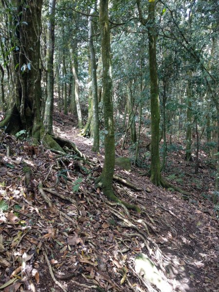 石壁山(小百岳#55)及嘉南雲峰。穿越武俠電影場景之孟宗竹林區1363348