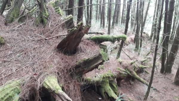 楓之谷~天巒池~武法奈尾山497561