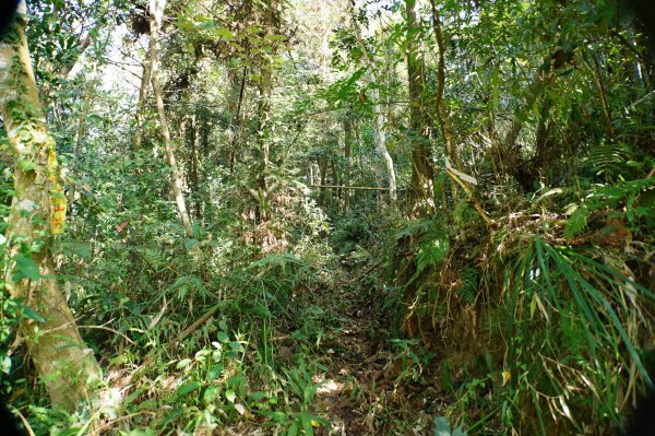 苗栗 卓蘭 白布帆山2967917