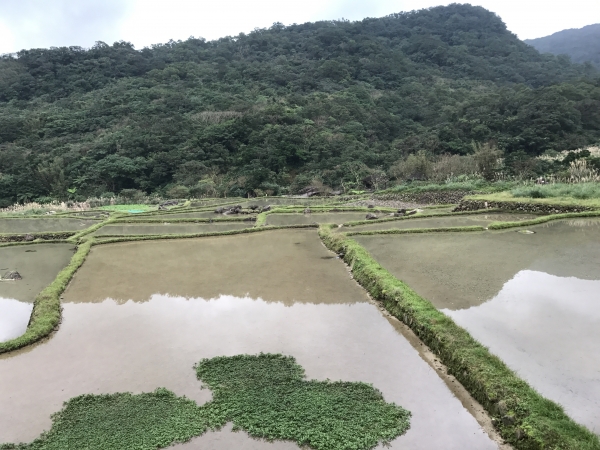 2017/01/08 草嶺古道85245