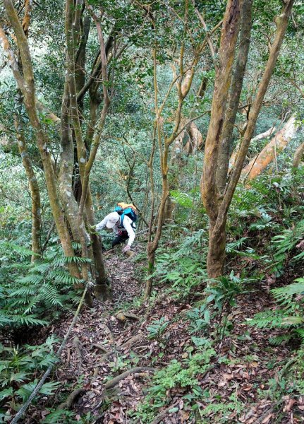 安坑五山縱走2784683