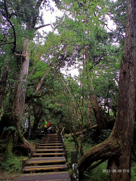 宜蘭太平山 - 檜木原始林步道、鐵杉林自然步道（2-2 太平詩路至翠峰景觀道路）【走路趣尋寶】2245254