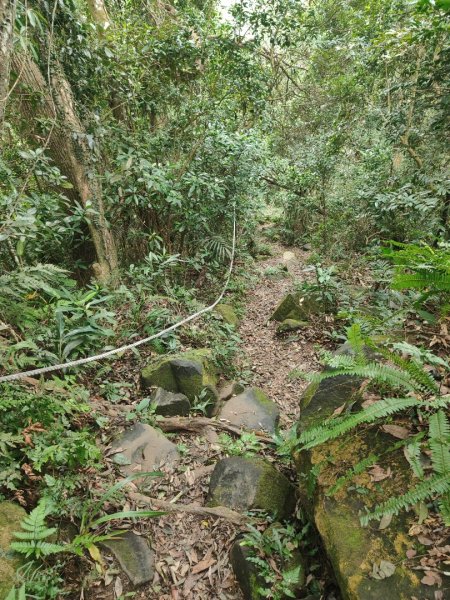 苗栗獅潭鳴鳳古道2929624