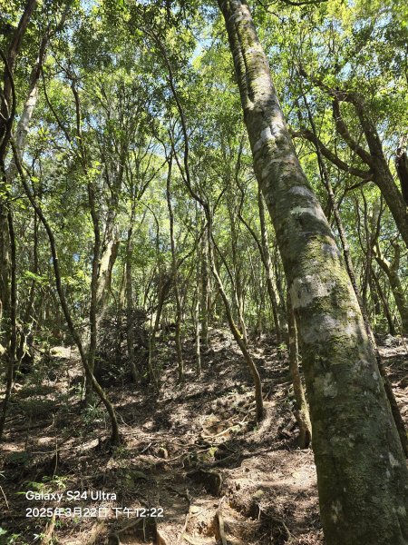 2025-03-22油羅山步道2743421