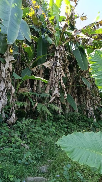 20251004 馬那邦山 - 珠湖 登山口2904883
