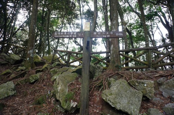 臺中 和平 橫嶺山、沙蓮山、笛吹山2974928