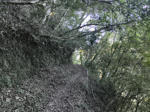 [玉山尋寶任務-07/12] 2025_0824 八通關雲龍瀑布步道2870554