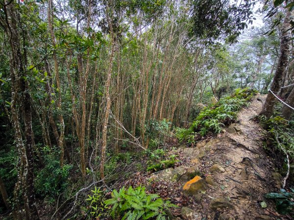 2025-03-08 汶水三山：金童山、汶水山、玉女山 連走2736525
