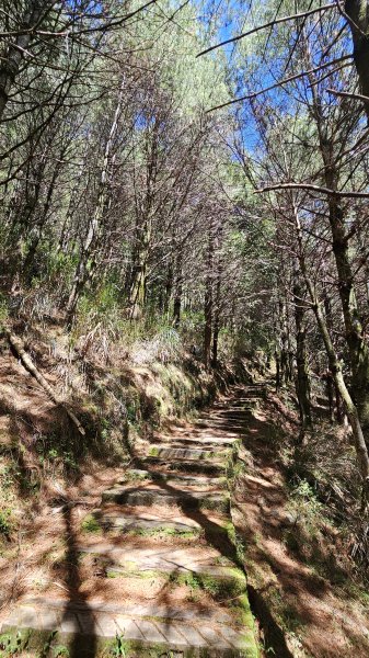 【被遺忘的南橫仙境】中之關、天池步道O繞10K2798200