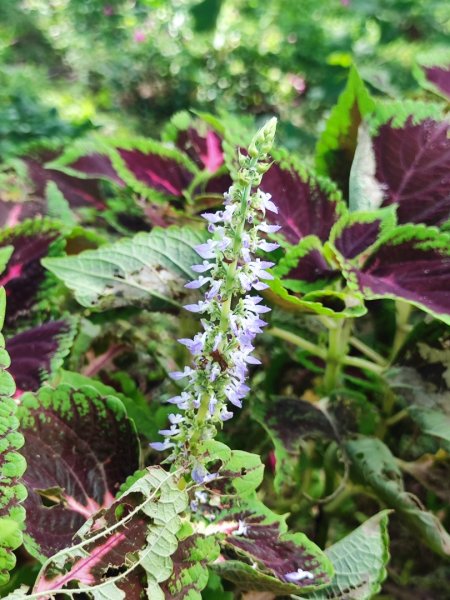 微笑山線之烘爐地土地公段2849188