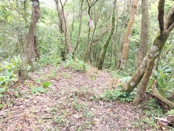 雙溪區打鐵寮山-鶯子嶺-坪溪山-烏山63號-烏山越嶺古道(坪溪山北峰)P字走3023734