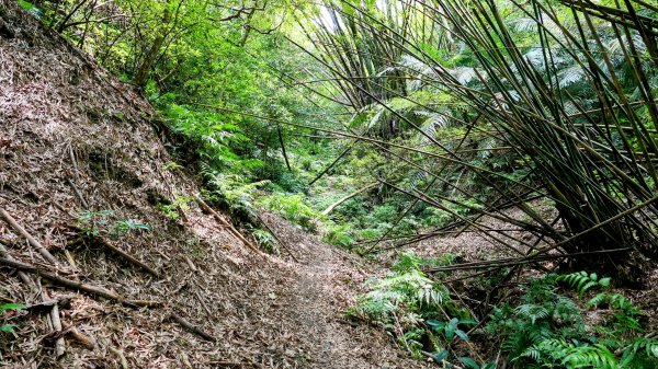 向北的龜溪縱走。評耶哀2777728