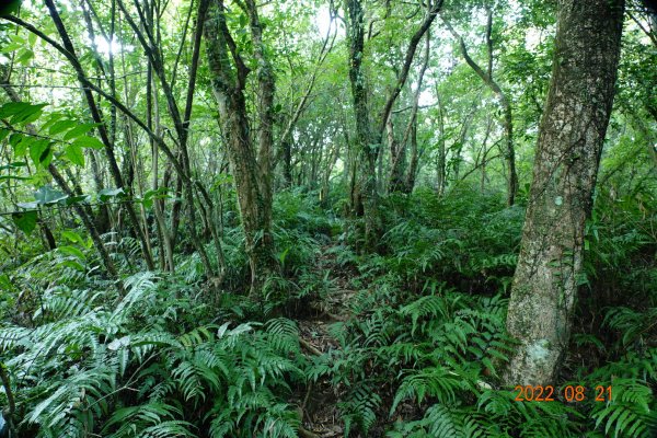 宜蘭 頭城 窖寮山1817631