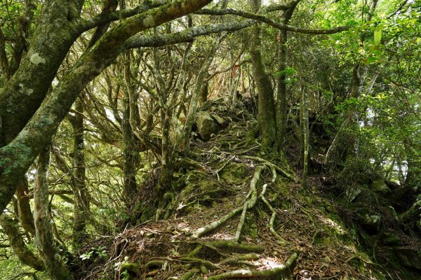 新竹 五峰 油羅山、霞山2798295