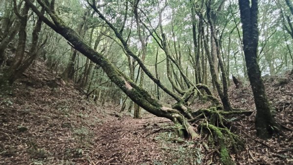 大混李棟重訓2883629