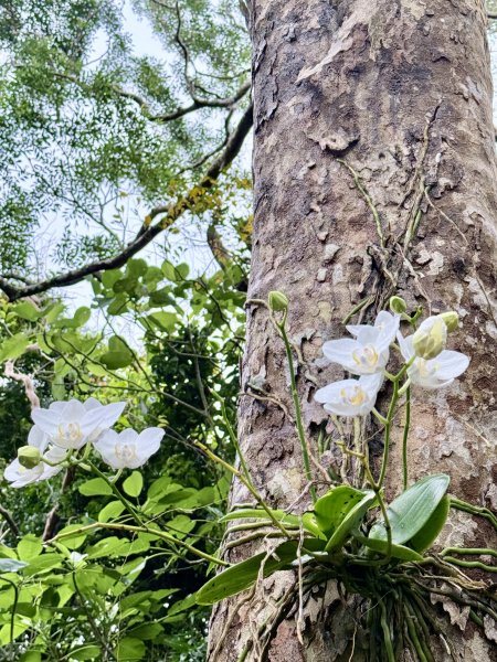 雙流帽子山悠遊  2025.01.032688553