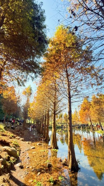 桃園大溪-花彩節🌼李騰芳古厝-月眉落雨松2981329
