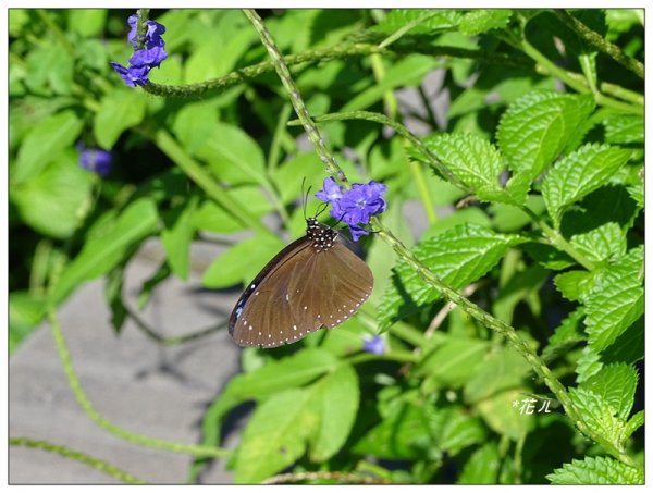 台中/大坑4號步道634907