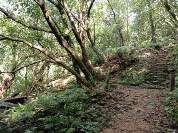 基隆市暖東舊道+頂子寮山+五分山步道(五分山)去回2946206