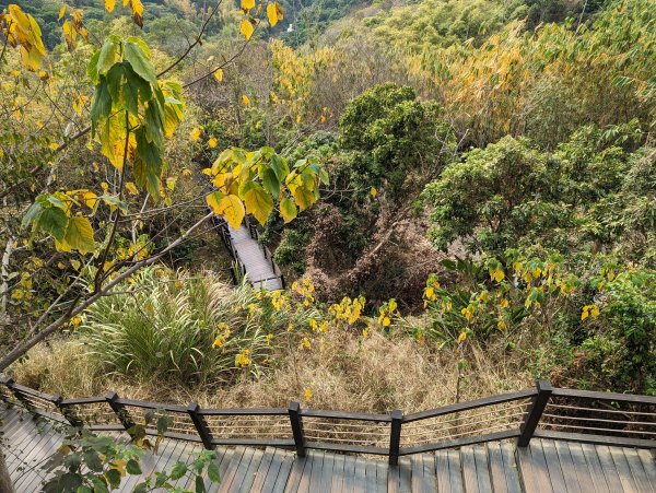 2023-02-04 大坑9、10號步道2792380