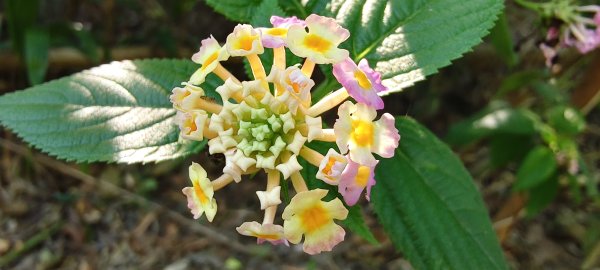 2025/11/09-青青草原步道2933447