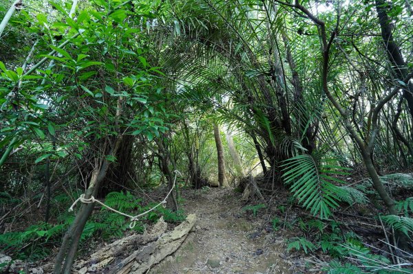 新北-桃園 娘子坑山、烏塗窟山、五十分山2427195