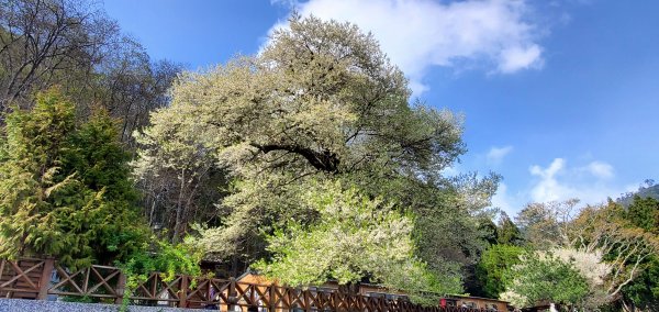 2021-03-20觀霧-檜山巨木群步道封面