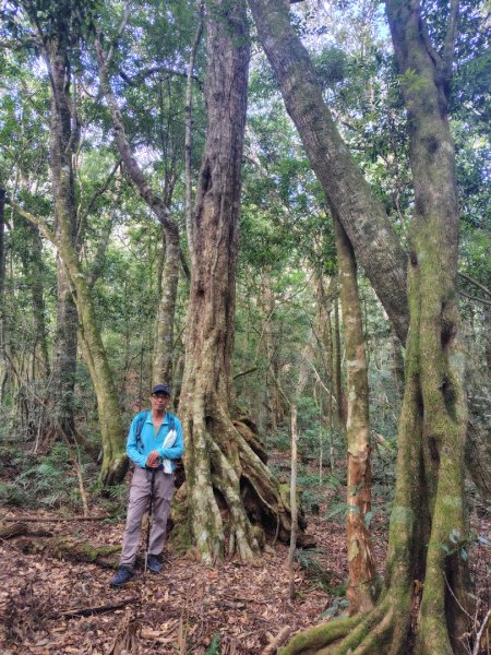 多納六秀 京大山2957595