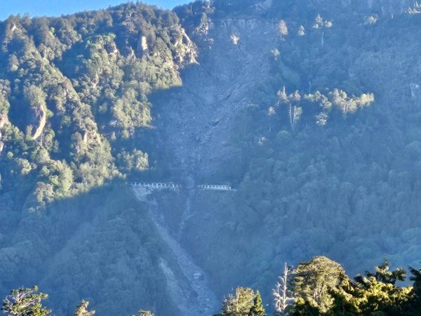 20260413🚂阿里山眠月線健走 姐妹潭 水山巨木療癒步道3036302
