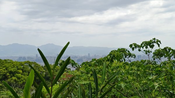 (姨婆趴趴走)第五十集:新北樹林大同山、青龍嶺、大棟山諸峰連走2751572