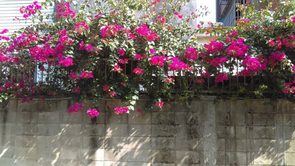 絢麗燦爛的滬尾櫻花大道、景致優美的天元宮874748