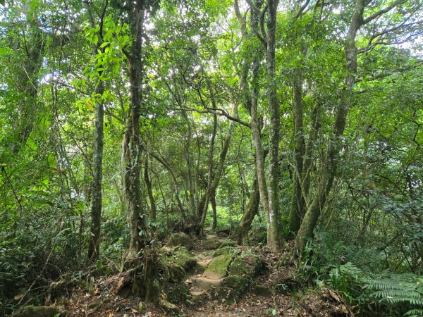 桃園石門山（小百岳）2910053