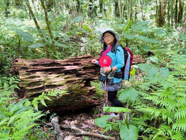 八五山古道賞九穹奇樹 尋鳥嘴下山（煤源山）2803332