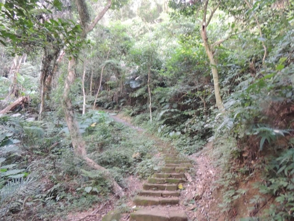 苗栗獅潭鳴鳳古道23217