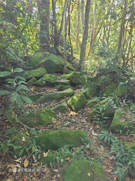苗栗卓蘭大克山3103167