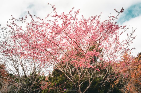 稍來山探神木2431398