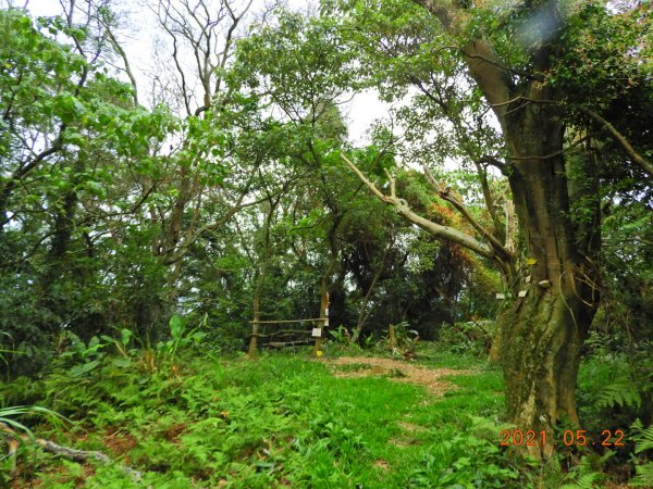 桃園 大溪 烏塗窟山、娘子坑山1405195