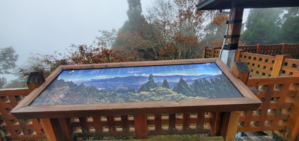 2023-11-25溪頭鳳凰山步道2361030