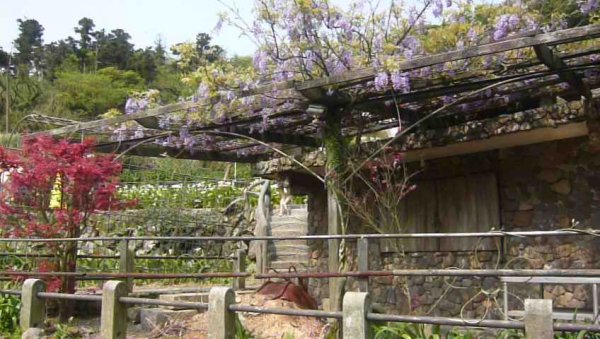 花季最美的縱走～竹子湖、小油坑、冷水坑擎天崗1328907