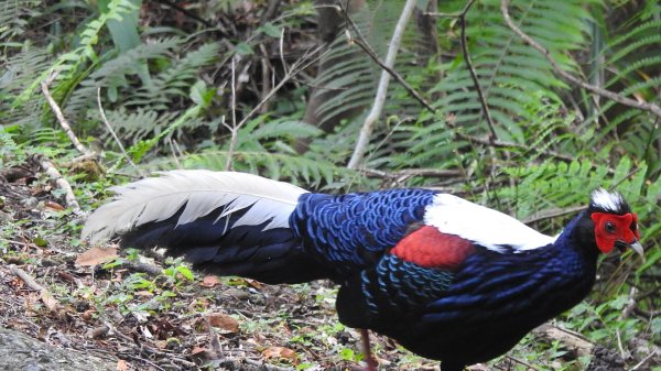 雲山水花鳥蝶-天龍國阿伯的日常6/22801943