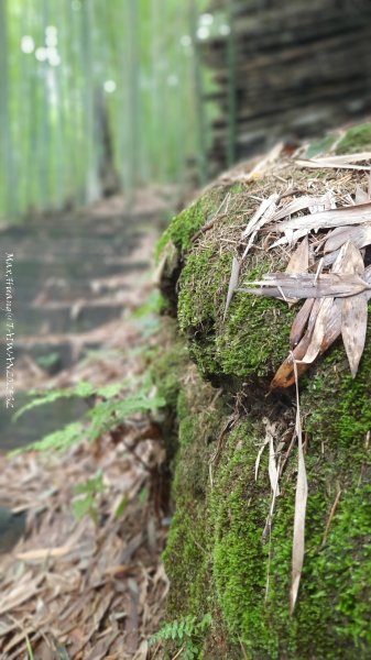 《雲林》望好望角｜石壁山嘉南雲峰步道(中側登山口）202506072805326