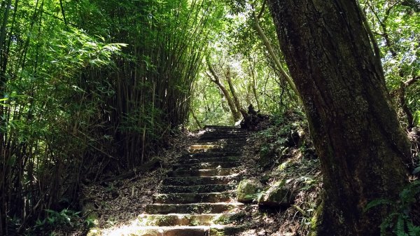 大崎頭梯田,坪頂古圳2208627