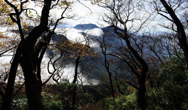 【公告】插天山自然保留區將於105年9月1日至10月31日進行封山，讓山林休養生息!