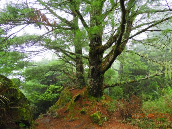 南投 信義 東埔山1079612