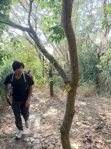 穿霧隘勇線-中三鹿2991749