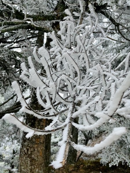 絕美銀白世界 玉山降下今年冬天「初雪」1235936