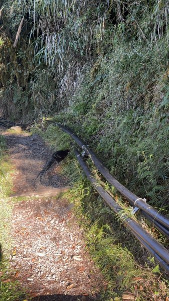 20251225塔山步道(大塔山)2970385