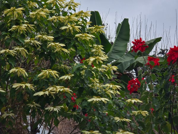 鳶嘴稍來山之楓紅／雲海2974096